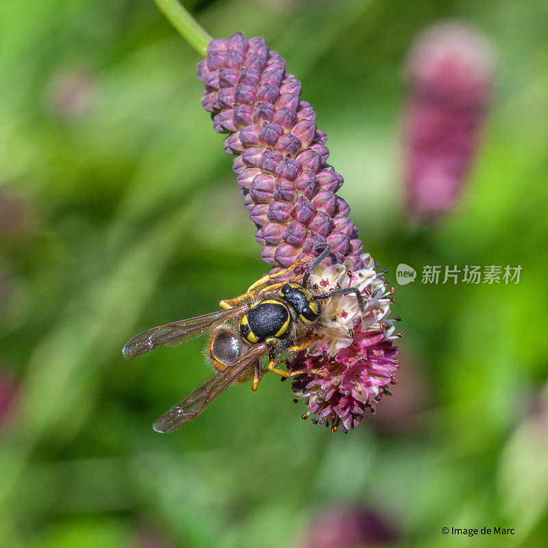 常见的空中黄蜂，窄叶大黄蜂上的普通黄黄蜂，(Dolichovespula arenaria)，细叶大黄蜂上的黄黄蜂，黄黄蜂。